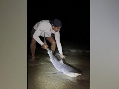 Why Finding A Tiger Shark Off Cape Cod Should Make You Pay Attention
