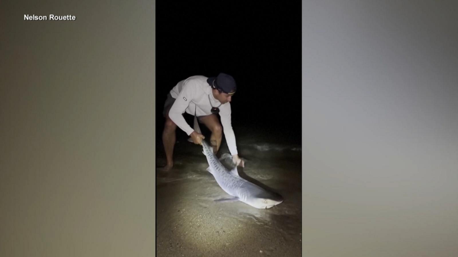 WATCH:  Tiger shark caught in New England waters sparks concern