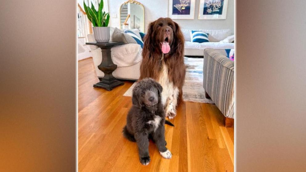 ABC News' Danny New shares an update on Chewy, a dog that's warmed the hearts of thousands of Americans through his love of gardening.