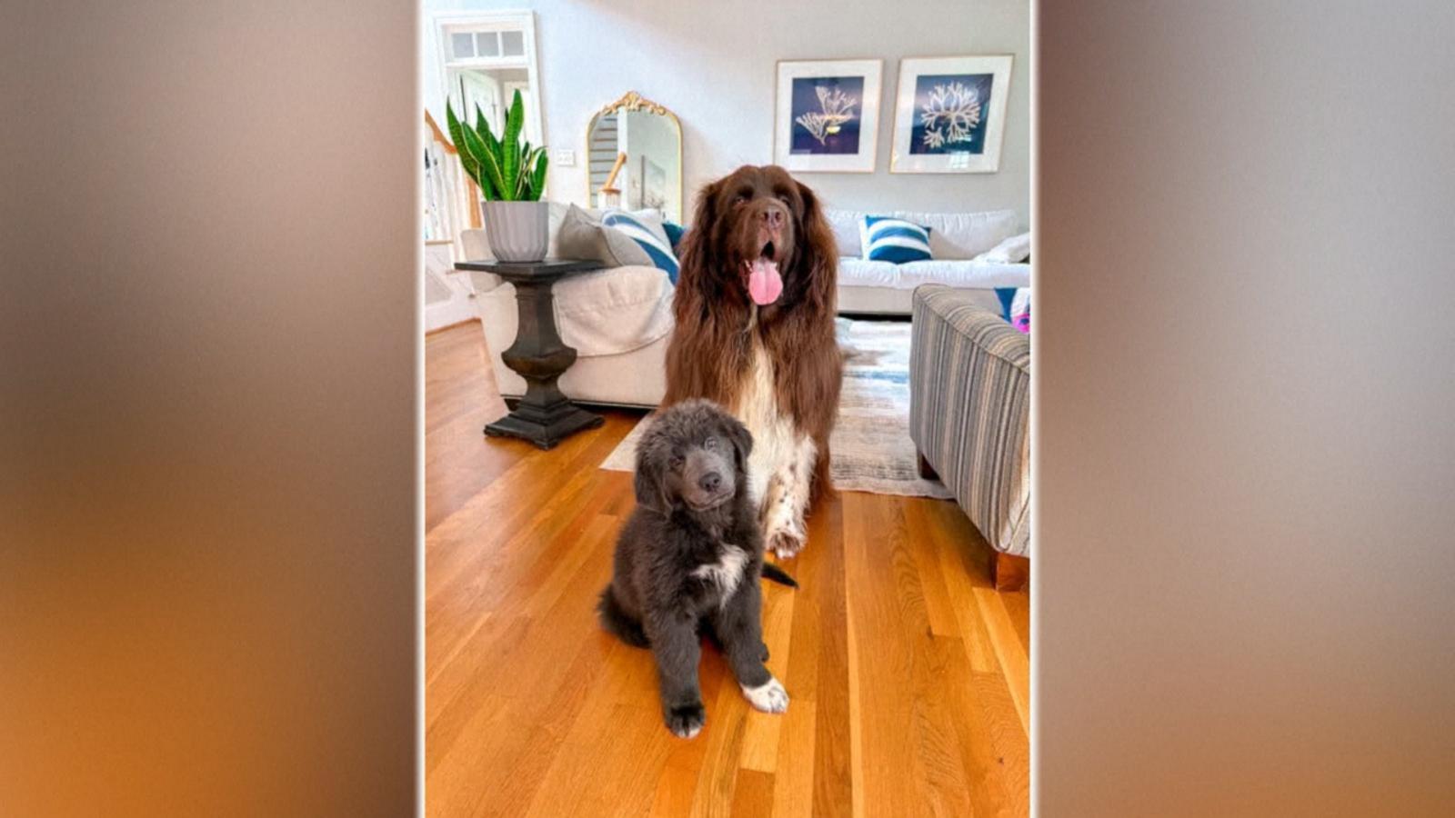 WATCH:  Gardening dog gets a new friend