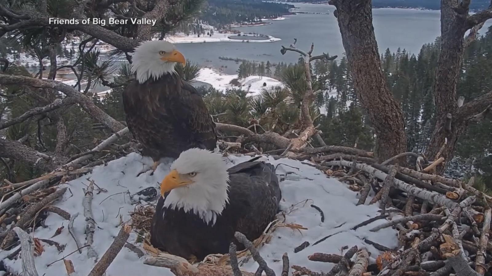 WATCH:  How Jackie the bald eagle brought millions of people together