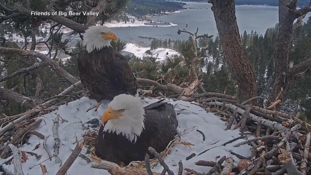 ABC News' Danny New speaks with Friends of Big Bear Valley about the legacy and impact of the mother eagle who died nearly one month after a fight with two other birds.