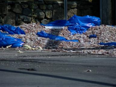WATCH:  Over 20 tons of squid spill onto Rhode Island road blocking traffic for 8 hours