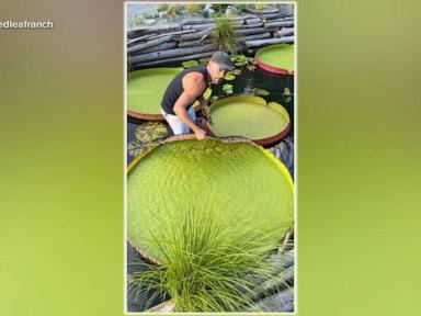 WATCH:  Couple's garden inspires millions with giant lily pads