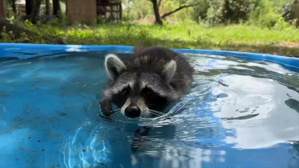 WATCH: Woman launches 'boot camp' for rescued raccoons
