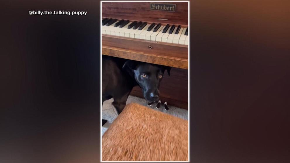 Meet the Musical Dog: How Billy Inspires Creativity