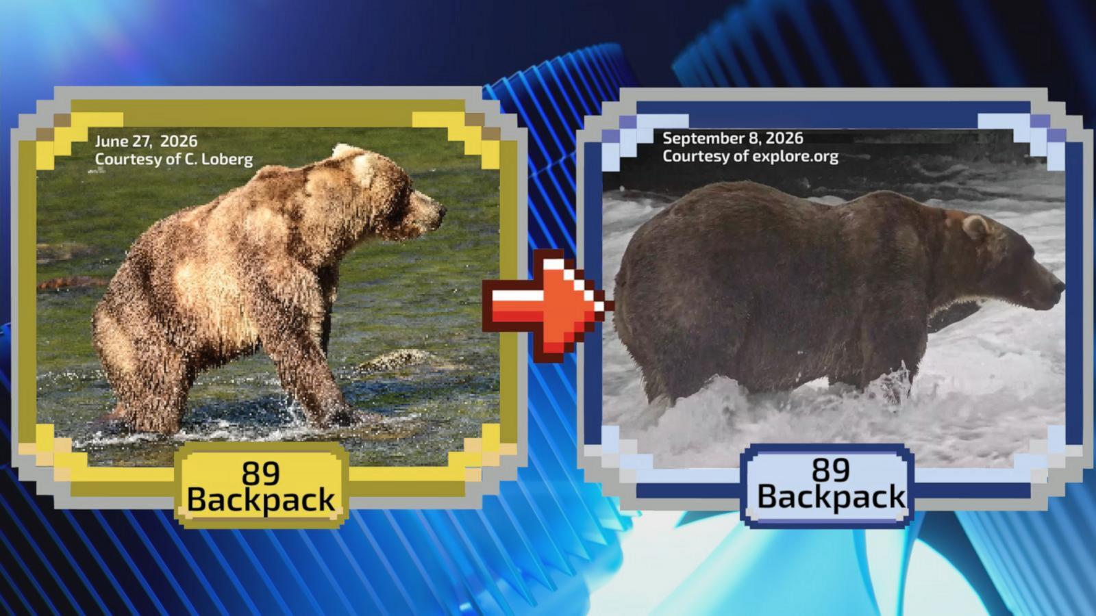WATCH:  The annual Fat Bear Week tournament is underway