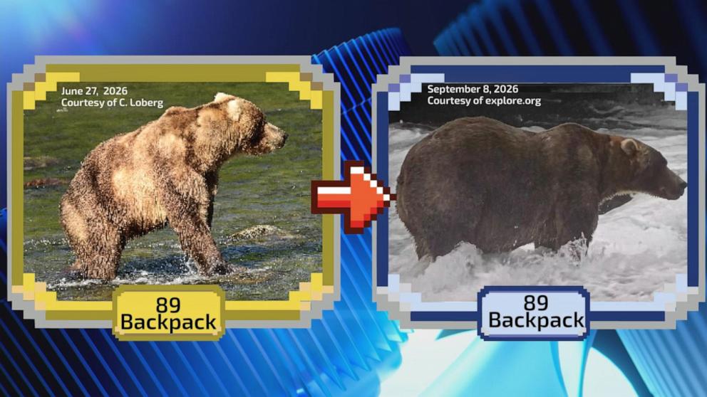 Fat Bear Week Round Two Voting Opens After Portal Crash