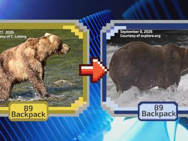 WATCH:  The annual Fat Bear Week tournament is underway