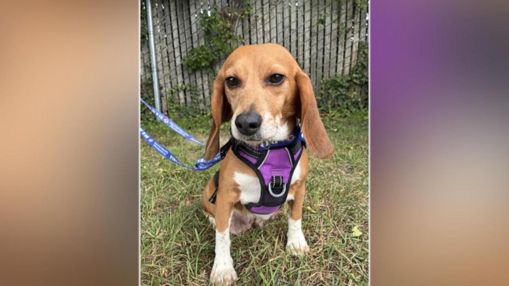 Transforming Lives: How Paws of War is Making a Difference for Heroes