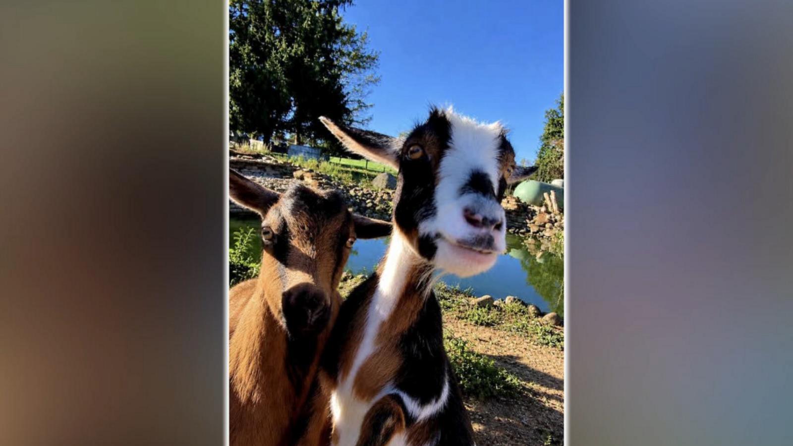 WATCH:  Runaway goat finds love, forever home