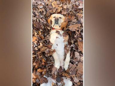 WATCH: These dogs just love a pile of leaves