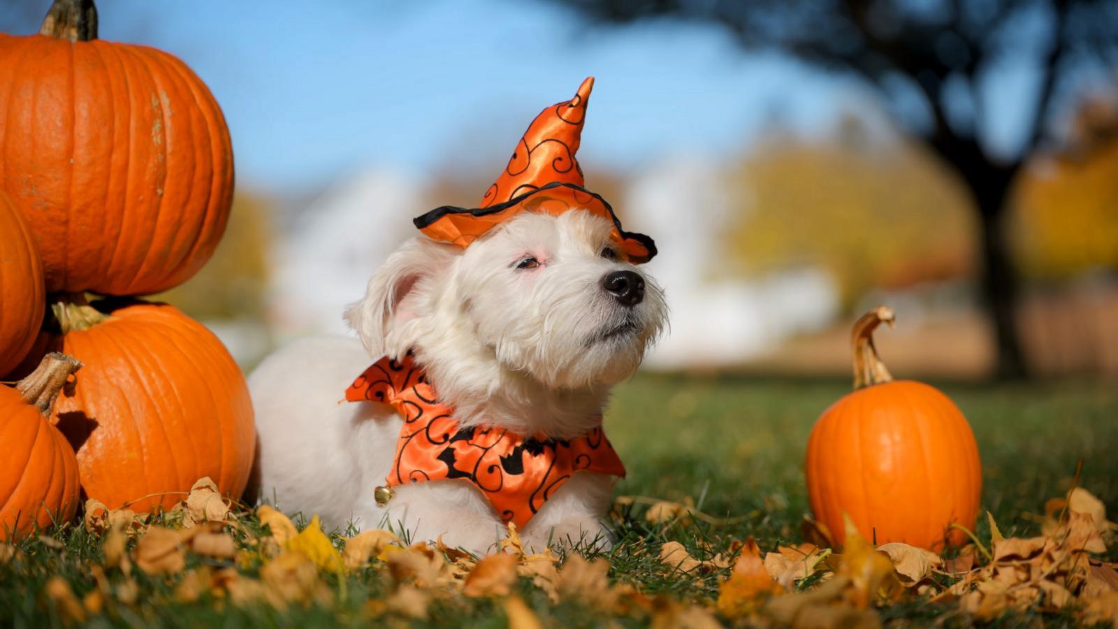 WATCH:  How to keep pets safe on Halloween