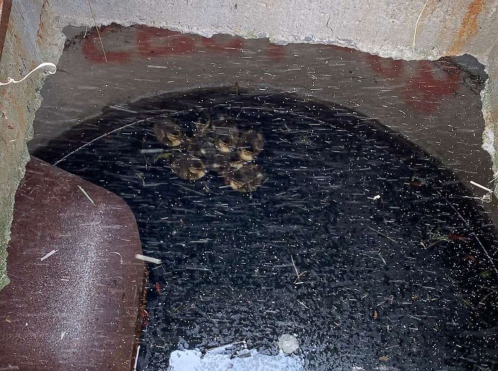 Officer Rescues 8 Ducklings From Storm Drain As Worried Mother Looks On