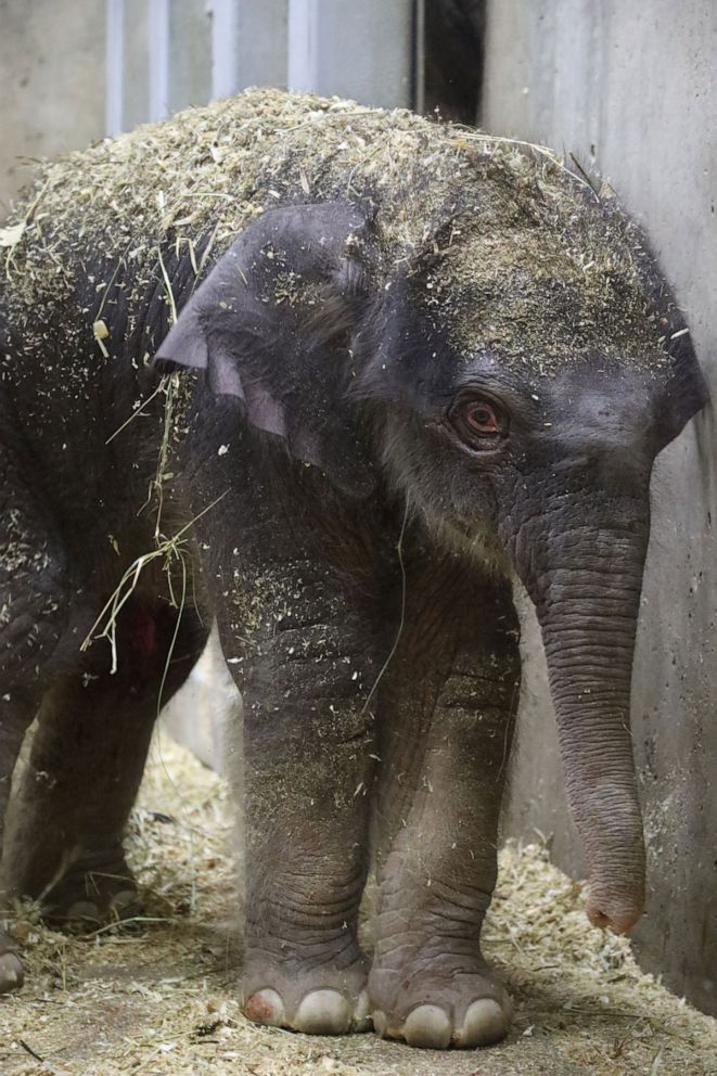 PHOTO: The Saint Louis Zoo is saddened to announce that the male Asian elephant calf born on July 6, 2020, has died. The decision to humanely euthanize the calf was made and he passed away peacefully on August 2, 2020.