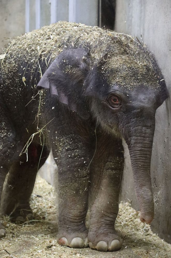 Saint Louis Zoo elephant Donna dies after tumor diagnosis