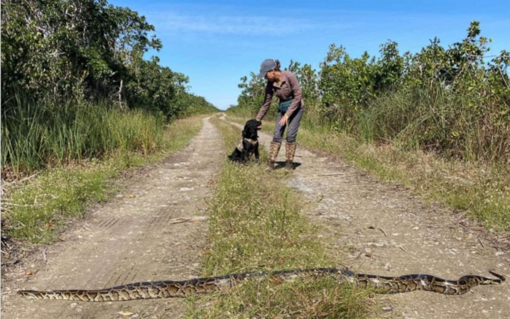 PHOTO: Truman the black Labrador & Eleanor the point setter spent over a month learning to search for pythons using scent signals and how to alert their handlers when they find a python, according to the Florida Fish and Wildlife Conservation Commission.