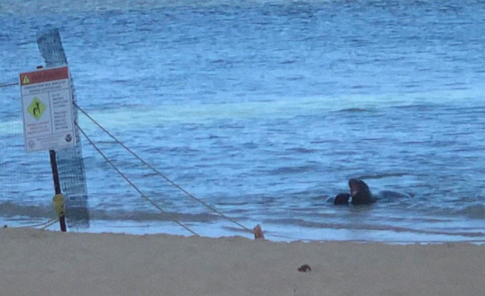 PHOTO: A Hawaiian monk seal and her young pup swim in the water off Kaimana Beach, prior to the incident with the swimmer in the Waikiki neighborhood of Honolulu, Hawaii, July 24, 2022.