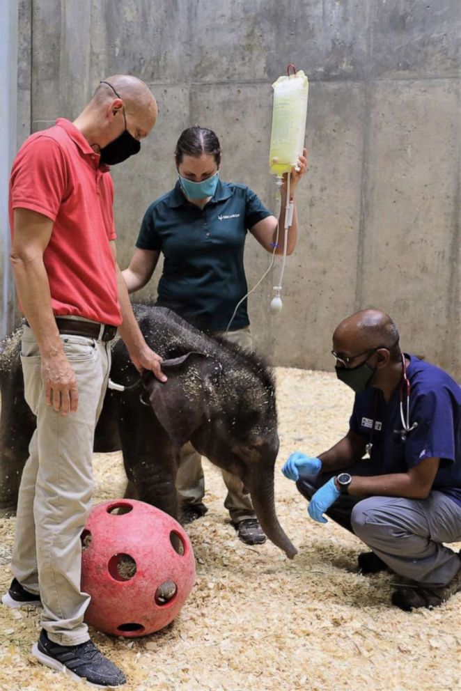 PHOTO: The Saint Louis Zoo is saddened to announce that the male Asian elephant calf born on July 6, 2020, has died. The decision to humanely euthanize the calf was made and he passed away peacefully on August 2, 2020.
