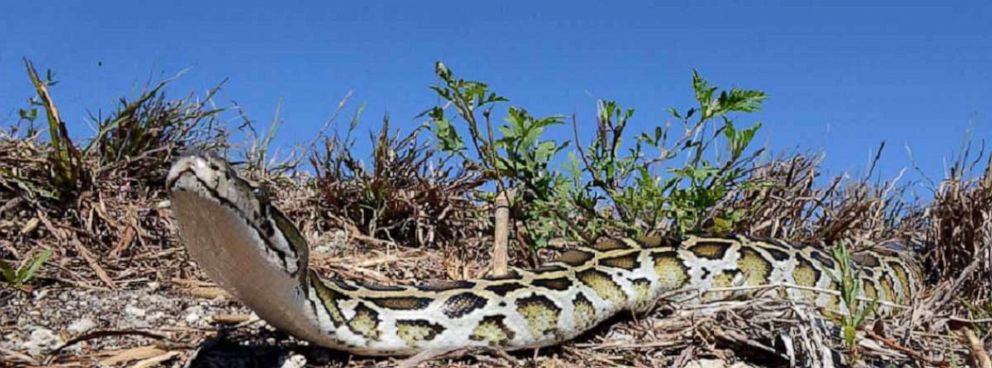 PHOTO: Photo/video shoot of captive Burmese pythons; Everglades National Park; March 31, 2015.