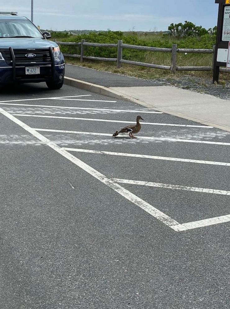 PHOTO: Massachusetts State Trooper Jim Maloney happened to discover eight baby ducklings stuck in the bottom of a storm drain after they somehow separated from the family and fall through a grate in the parking lot of Nahant Beach, northeast of Boston.