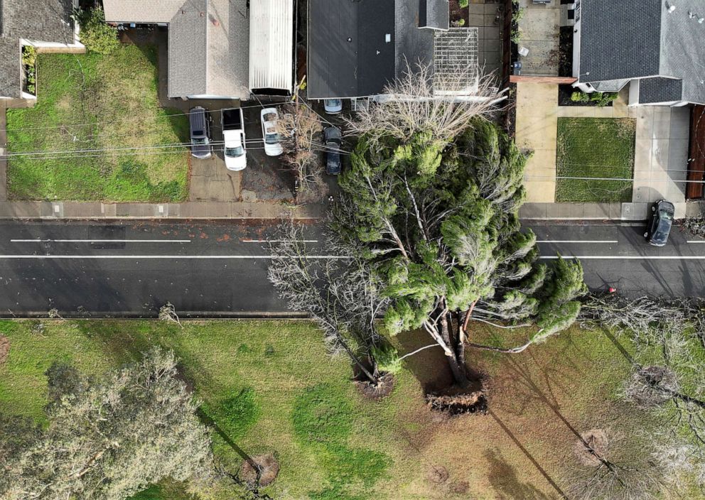 PHOTO: A tree was felled during a winter storm with high winds in Sacramento, Calif., Jan. 8, 2023.