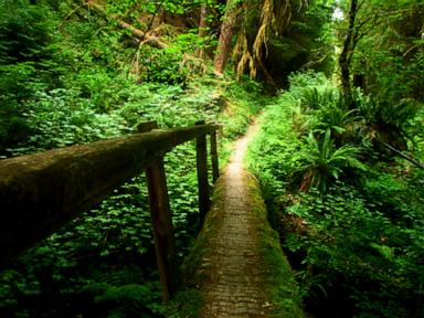 Plane crash kills 1 and injures 2 in remote area of Olympic National Park