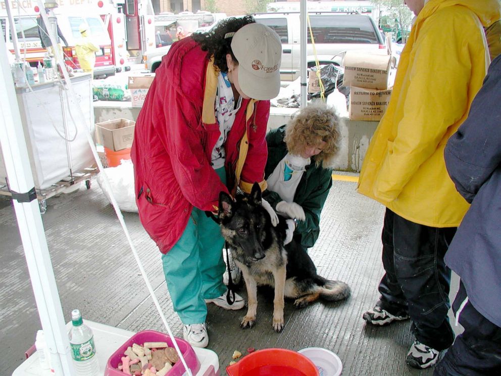 PHOTO: Suffolk County SPCA volunteer, Regina Benfante (in red jacket), attends to a search and rescue dog.