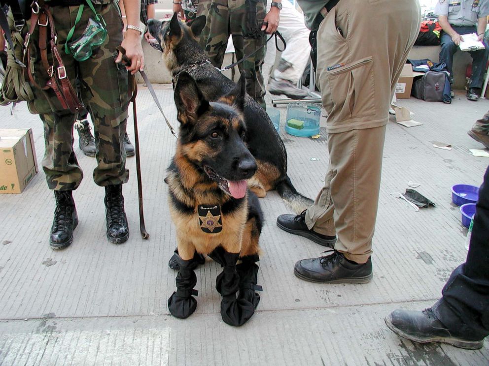 PHOTO: earch and rescue dogs take a break near Ground Zero.
