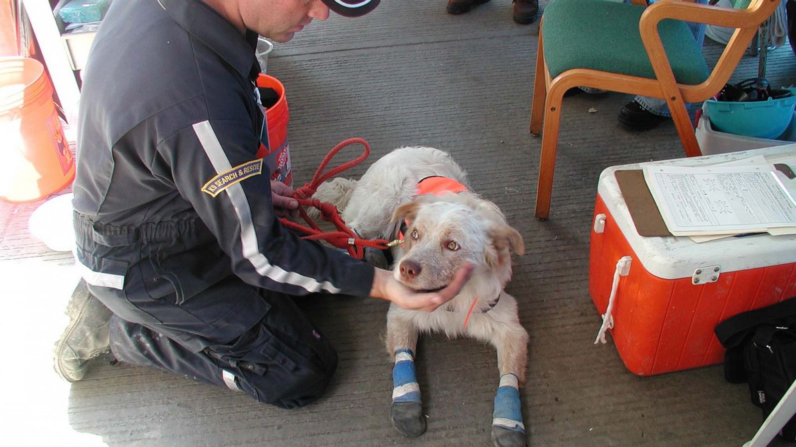 Godsend': The vets and volunteers who cared for 9/11 rescue dogs - ABC News