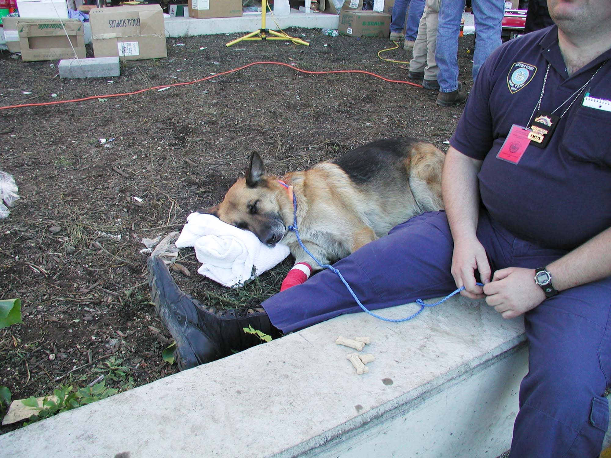 PHOTO: A rescue German Shepard sleeps with a bandaged paw after searching through rubble at Ground Zero