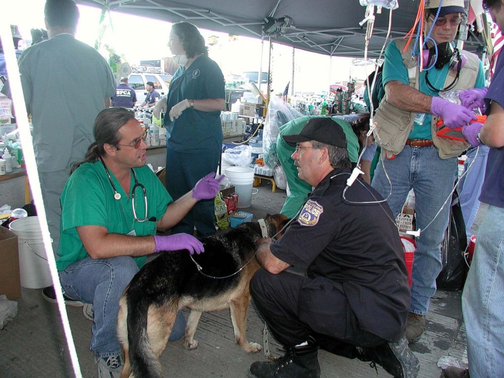 PHOTO: Veterinarian Dr. John Charos treats a rescue dog.
