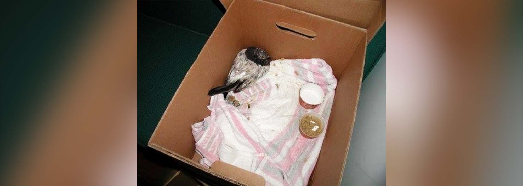 PHOTO:  Dr. John Charos said this pigeon was the only live thing he saw come from the rubble at Ground Zero.