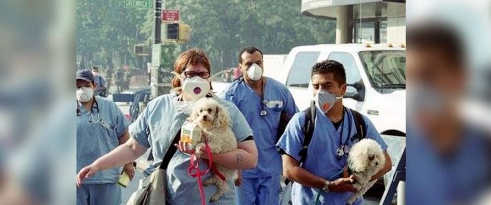 PHOTO: Caption: The vets who cared for search and rescue dogs at Ground Zero, also aided animals rescued from apartments when their owners couldn't get them, like these two poodles. Dr. Michael Shorter is pictured in the background.
