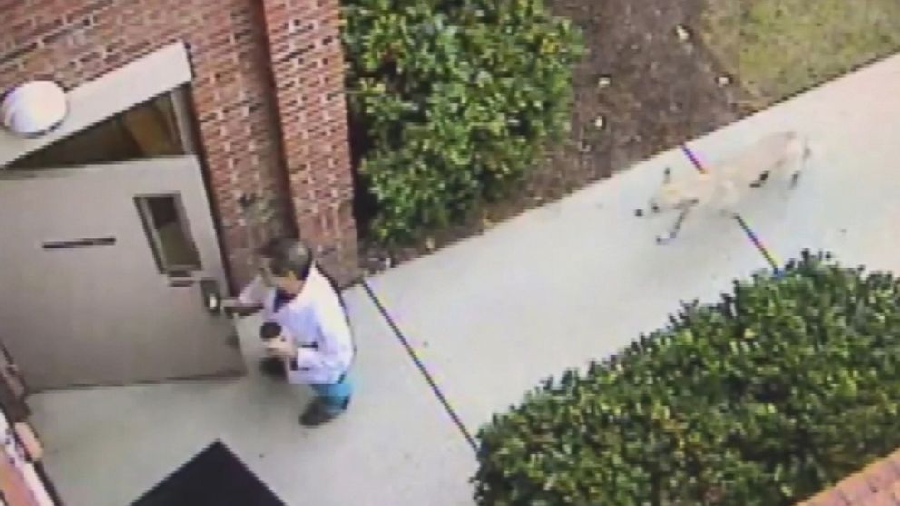 PHOTO: Security cameras at the Southeastern Spine Institute in Mount Pleasant, South Carolina, captured the moment a coyote followed a doctor into the building on Feb. 15, 2017.