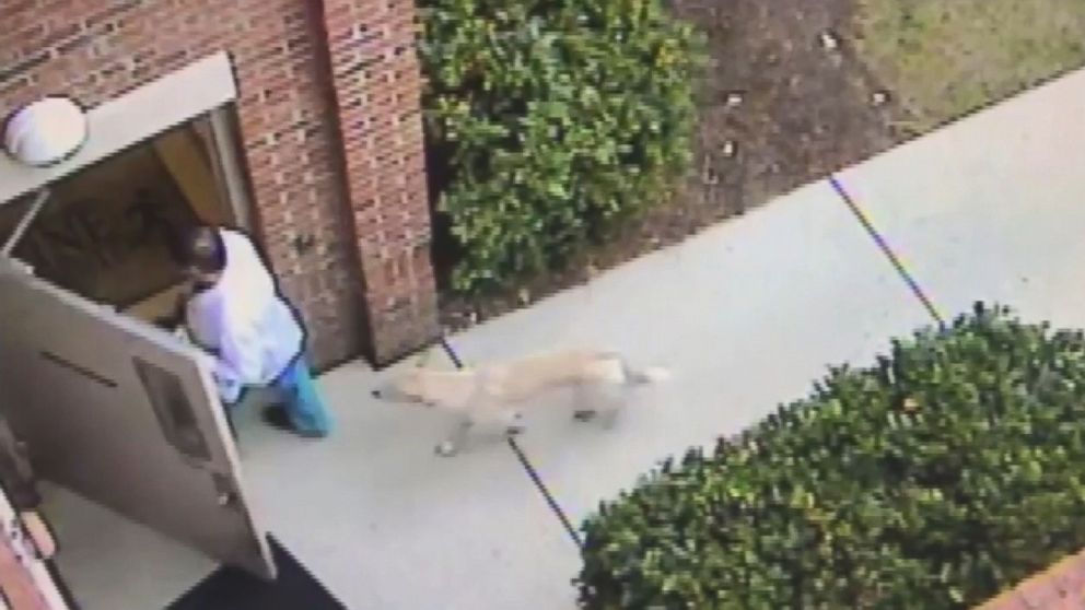 Security cameras at the Southeastern Spine Institute in Mount Pleasant, South Carolina, captured the moment a coyote followed a doctor into the building on Feb. 15, 2017.