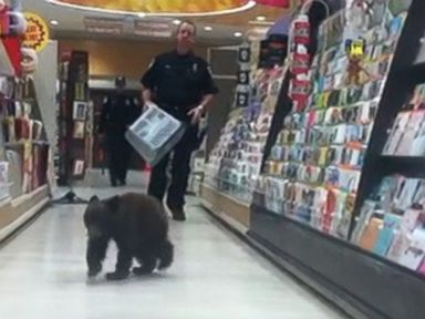 VIDEO: The bear cub was eventually scooped up into a shopping cart by police in Ashland, Oregon.