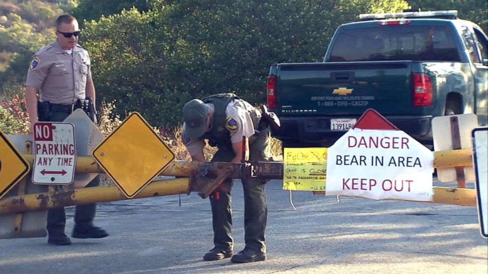 Bear Claws Through Tent and Slashes California Camper in the Middle of ...