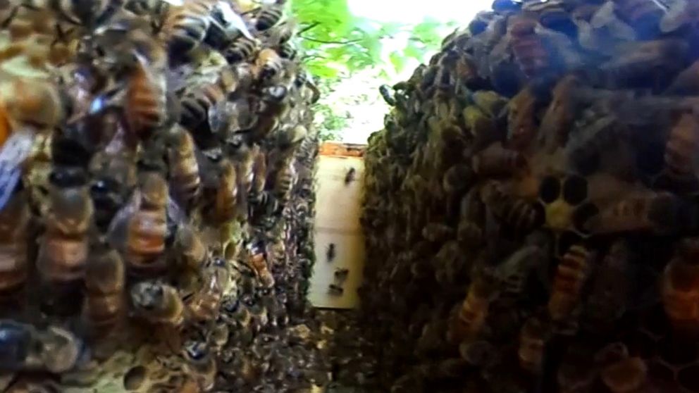 inside a real beehive