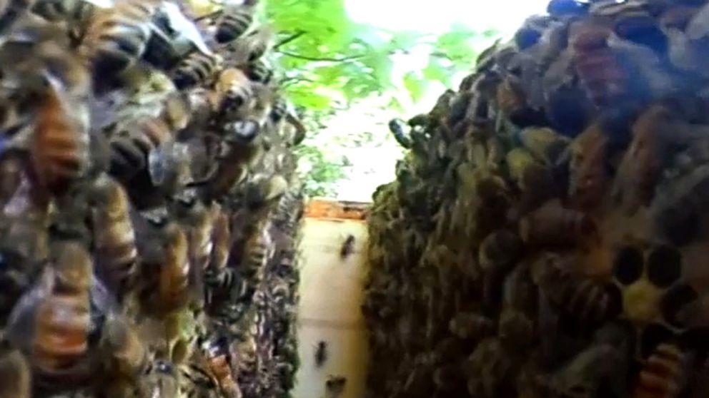 360 camera provides an inside look of some of DC Beekeepers Alliance's favorite buzzing buddies. 
