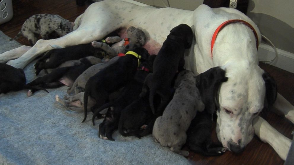 A Great Dane's Giant Litter: 19 Puppies - ABC News