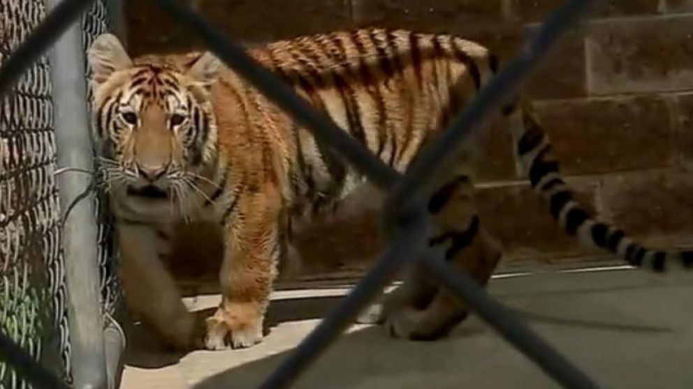 PHOTO: A young female tiger lays in a pen of the Conroe Police Department after being found with leash and collar, wandering a local street, in Conroe, Texas  April 21, 2016. 