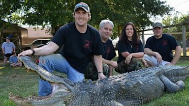 PHOTO: A 741-pound alligator sets a new record.