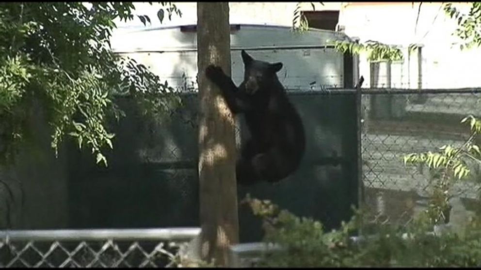 Black Bear Cub Seen Wandering Near Day Care in Florida ABC News