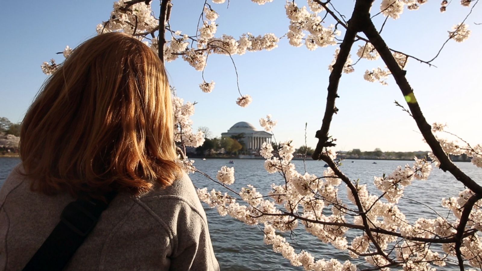 Stunning GIFs of DC's Cherry Blossoms in Bloom - ABC News