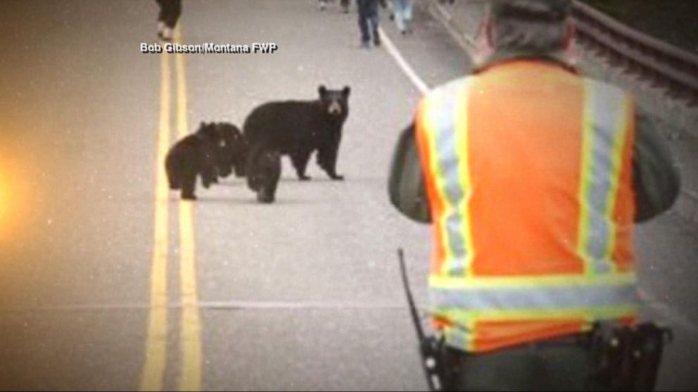 PHOTO: A bear family chased tourists at Yellowstone National park. 