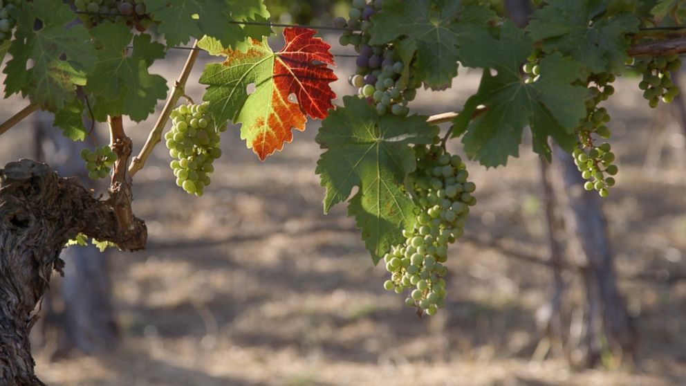 Wine grapes ripen in Napa Valley, California.