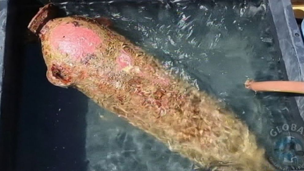 PHOTO: Divers have discovered cargo from an ancient shipwreck near the Aeolian Islands off the coast of Italy.