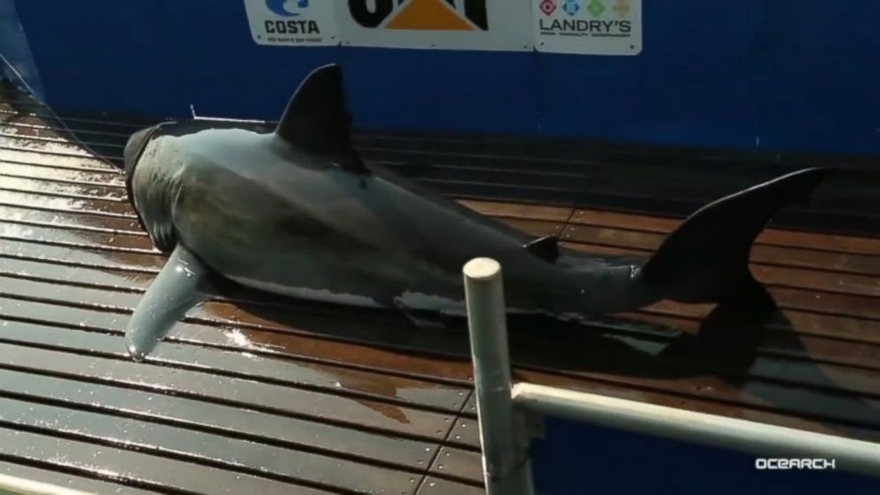 PHOTO: The shark known as "Katherine was tagged last year and can now be tracked by any Internet user.