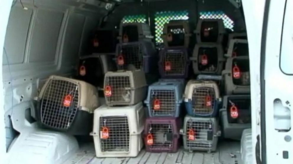 PHOTO: Over 100 cats rescued from a home in Houston this week.